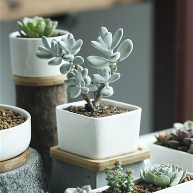 简约多肉白瓷迷你多肉陶瓷花盆竹托盘不变形akka花盆带竹托盘