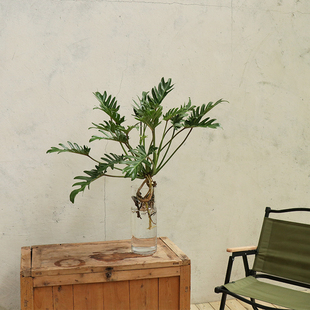 水培仙羽蔓绿绒室内耐阴好养春羽带老桩绿植净化空气懒人水养植物