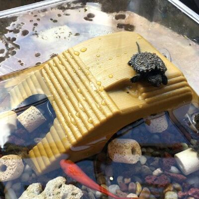 Reptile Platform Turtle Basking Aquarium Amphibian Aquatic