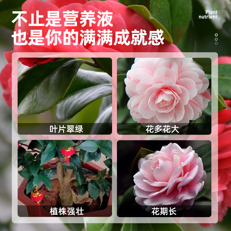 茶花肥料专用肥营养液促开花喜酸性植物杜鹃花栀子花茉莉盆栽家用