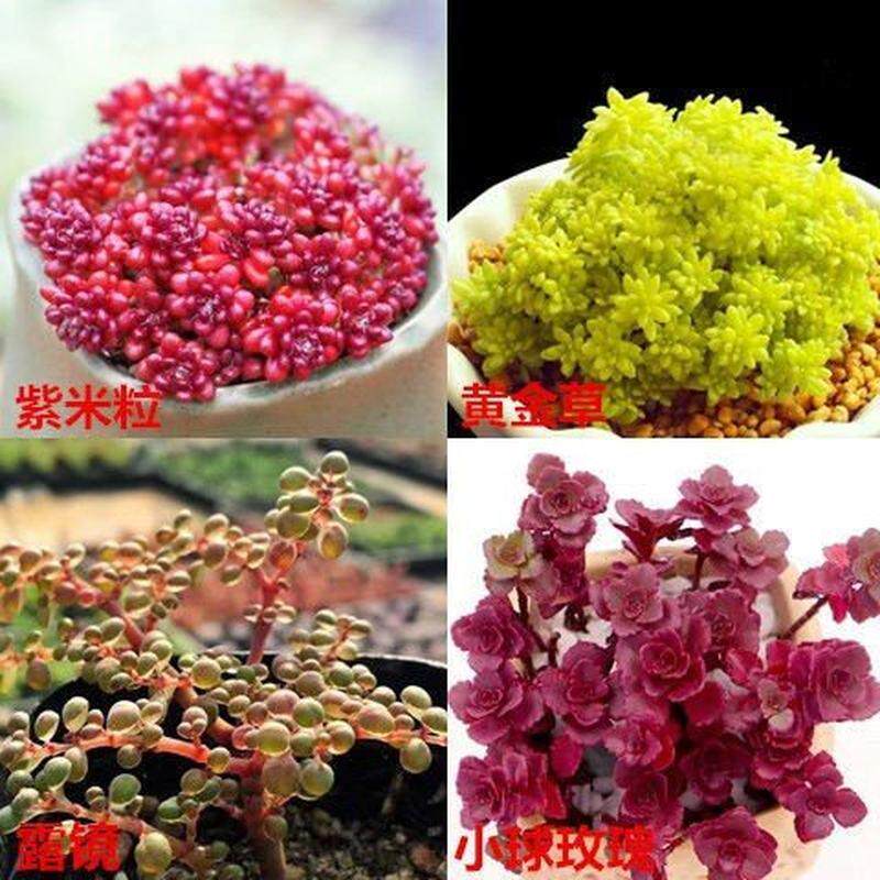 极速多肉植物大颗多肉老桩羣生多头玉露紫米粒花卉绿植室内盆栽