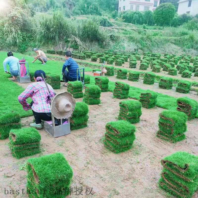 With soil, real lawn, turf, courtyard greening, green grass