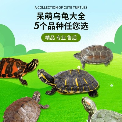 快速发货乌龟活物l中华草龟深水火焰龟地图小乌龟黄耳龟巴西龟家