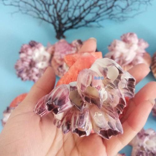 快速发货天然扇贝藤壶鱼缸水族造景躲避屋虾房贝壳V海螺装饰品寄