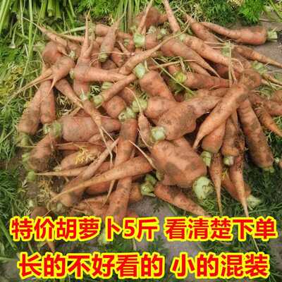 （挑剩下的）特价胡萝卜5斤 小的长的不好看的挖断的混装 看清楚
