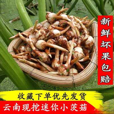 云南野地新鲜迷你小茨菇种山慈姑白茨菰荸荠蔬菜慈菇疏菜