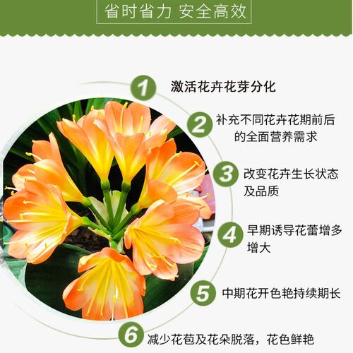 青丛园丁多箭王兰花专用冒箭促箭防夹箭花期长花多艳丽