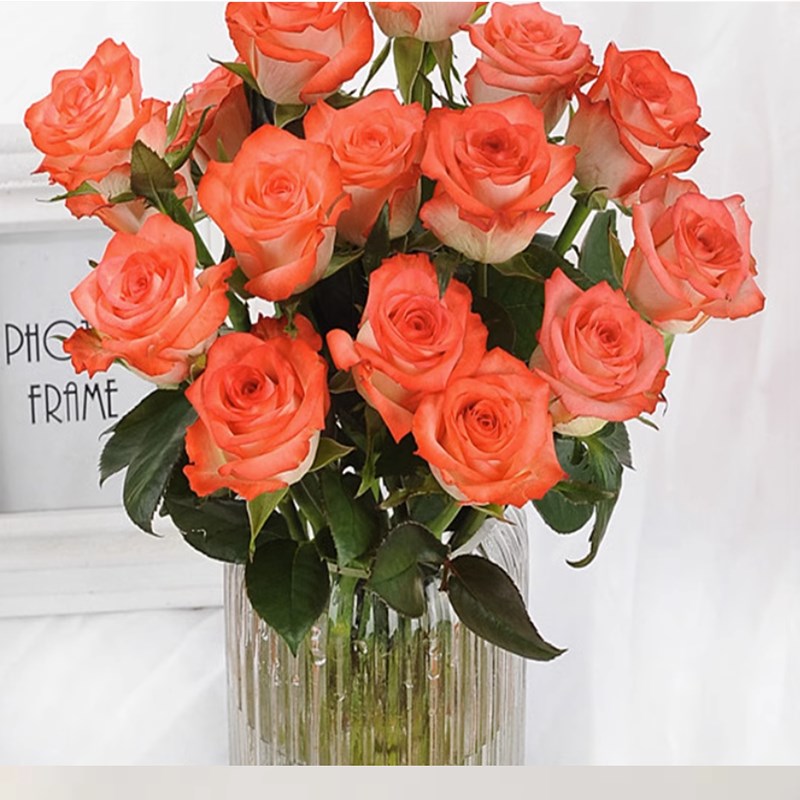 肯尼亚玫瑰 新品切花胭脂扣花苗 白底橙红色月季直立阳台盆栽绿植