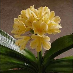 盆栽兰花苗 黄花君子兰苗 白花君子兰苗 盆栽花卉 绿花君子兰盆栽