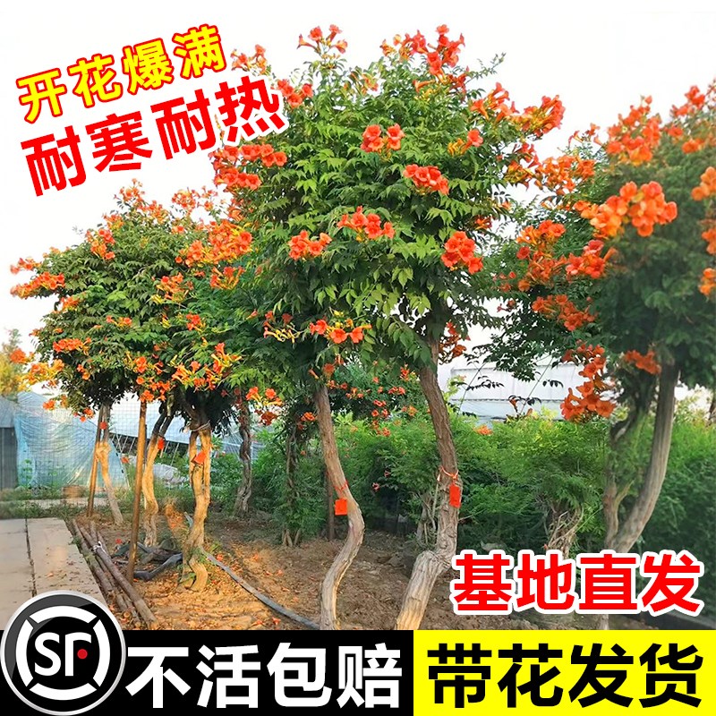 凌霄花爬藤大苗四季好养耐寒藤蔓植物庭院阳台花卉盆栽老桩炮仗花