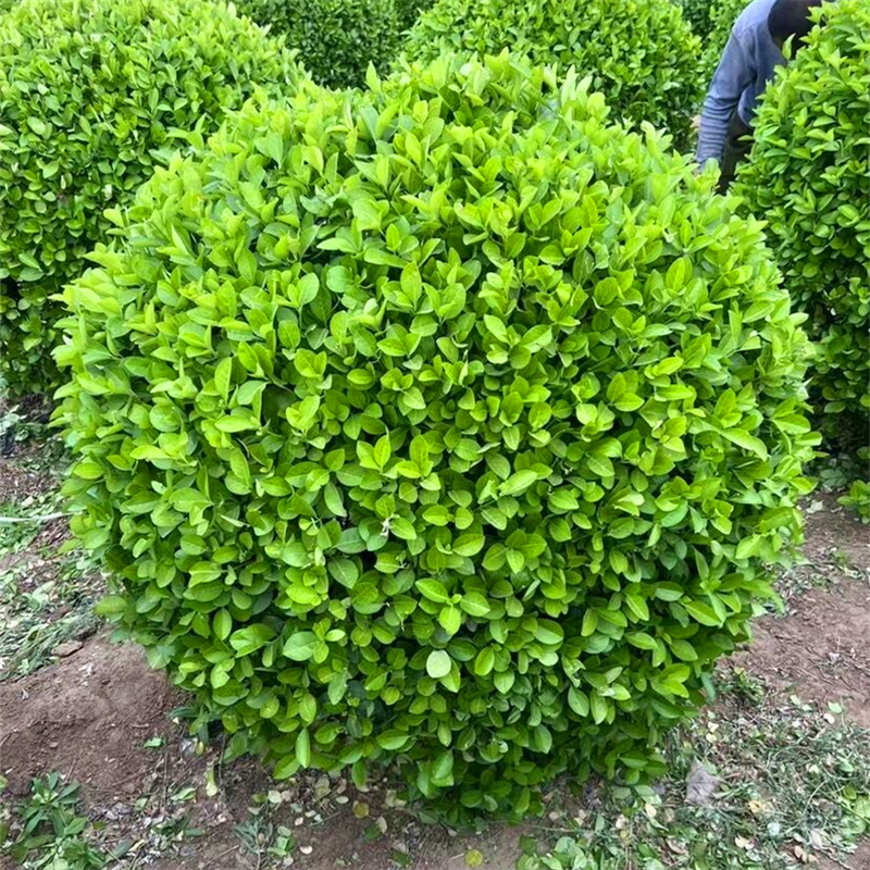 卫矛球树苗庭院耐寒四季常青绿化风景树篱笆墙植物卫矛冬青球小苗