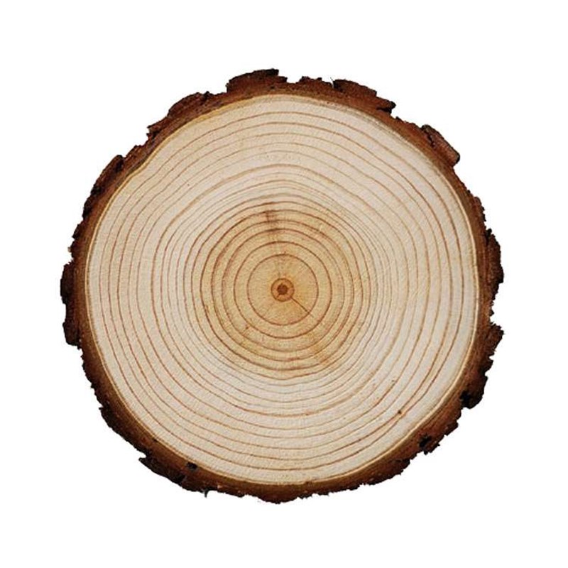 圆木片杉木片小木桩木头树桩底座圆形摆件原木块diy手工绘画