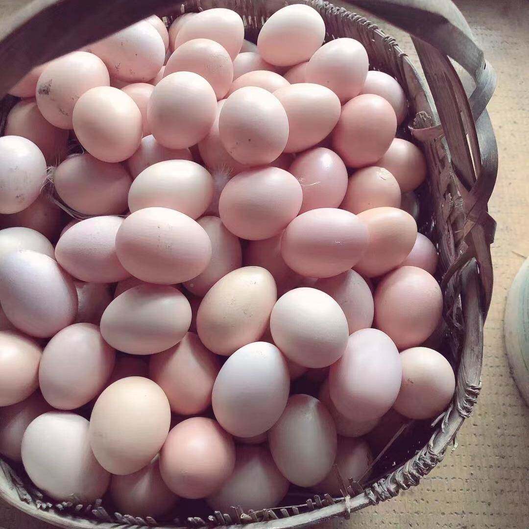 南土鸡蛋 生态散产养农村地鸡蛋特505鸡蛋 现走捡皖新鲜月子蛋