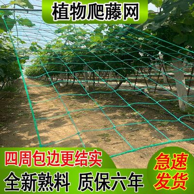 瓜棚网瓜豆绿植花墙爬藤