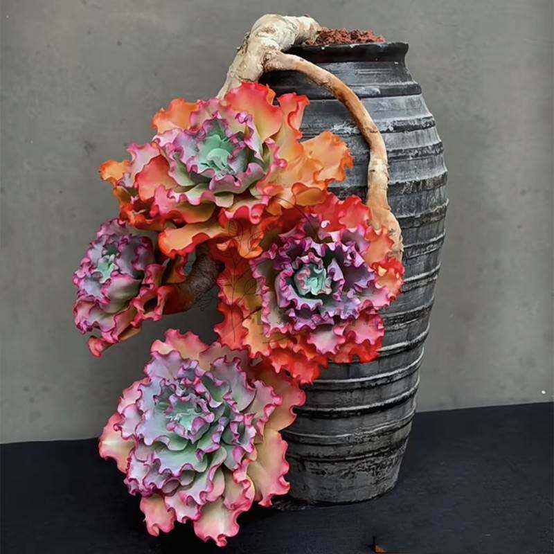 多肉植物女王花笠 带粗杆多年老桩包菜花型 带盆栽好稀少品种