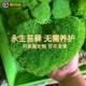 永生苔藓白发藓大灰藓室内造景铺面仿真苔藓植物墙青苔盆景工程墙