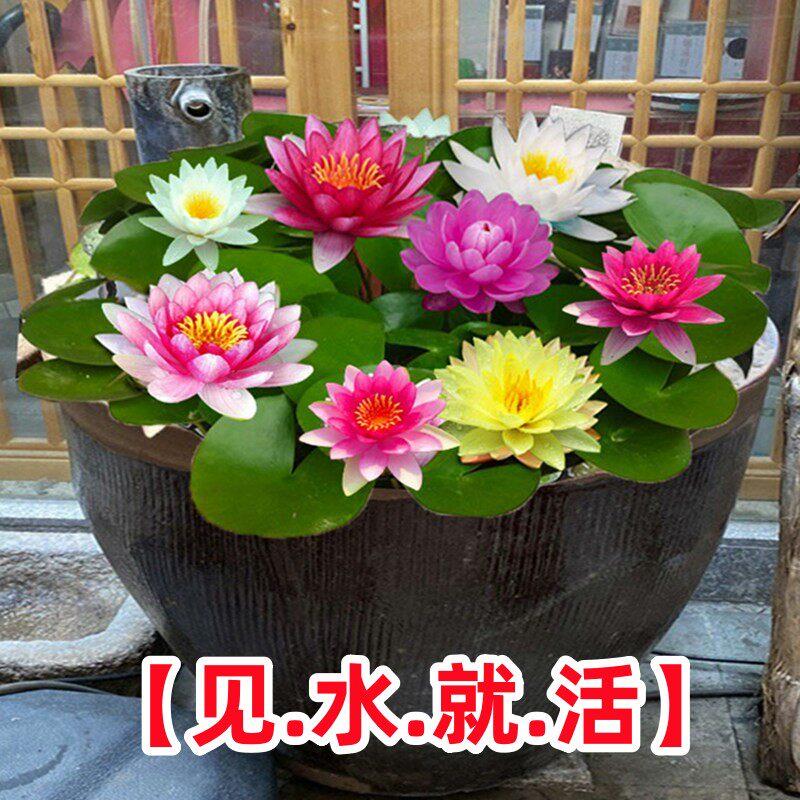 大睡莲根块池塘睡莲花水培植物四季莲花盆栽水养花卉荷花睡莲根茎