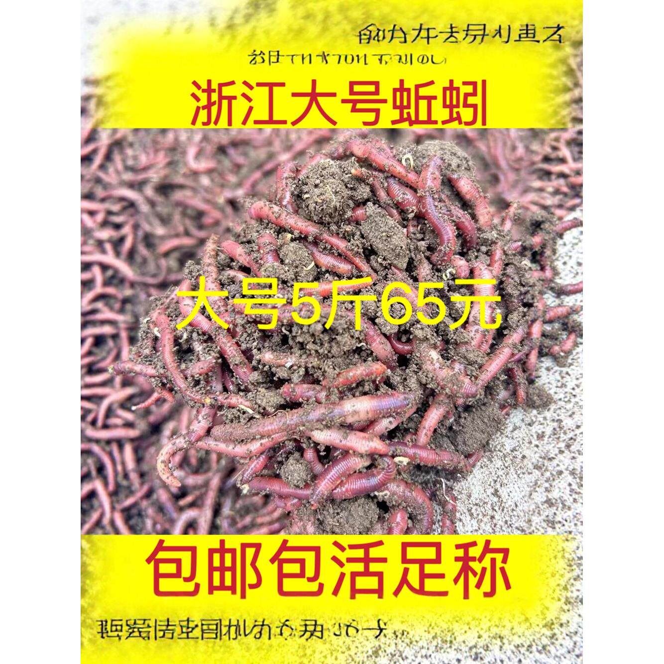 蚯蚓活饵鲜活红蚯蚓大平二号特大蚯蚓排钩串钩散装黄辣丁野钓饵料