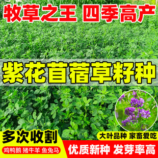 紫花苜蓿草籽种多年生牧草种子四季可播喂羊牛鸡鸭鹅草鱼饲料草籽