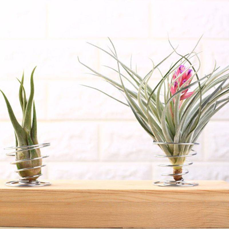 2021 New 20 Pack Air Plant Stand Container Tillandsia Holder