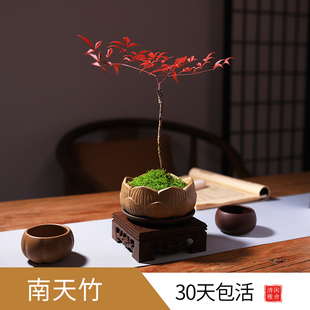 南天竹盆景办公室盆栽桌面绿植禅意茶室茶台客厅书房耐阴好养植物
