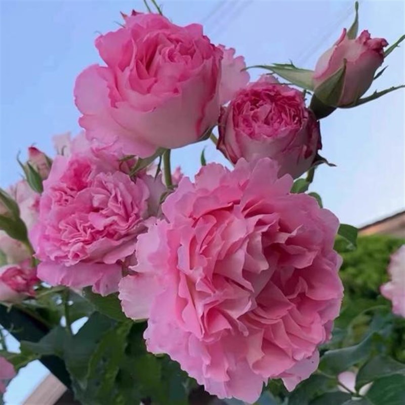 精品欧洲灌木月季花苗阳台盆栽庭院特大花玫瑰浓香耐寒植物四季开