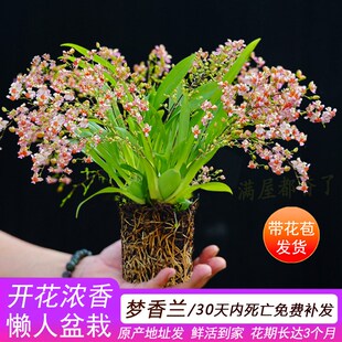 带超多花苞文心兰梦香兰花卉绿植水苔盆栽室内客厅易活跳舞兰香味