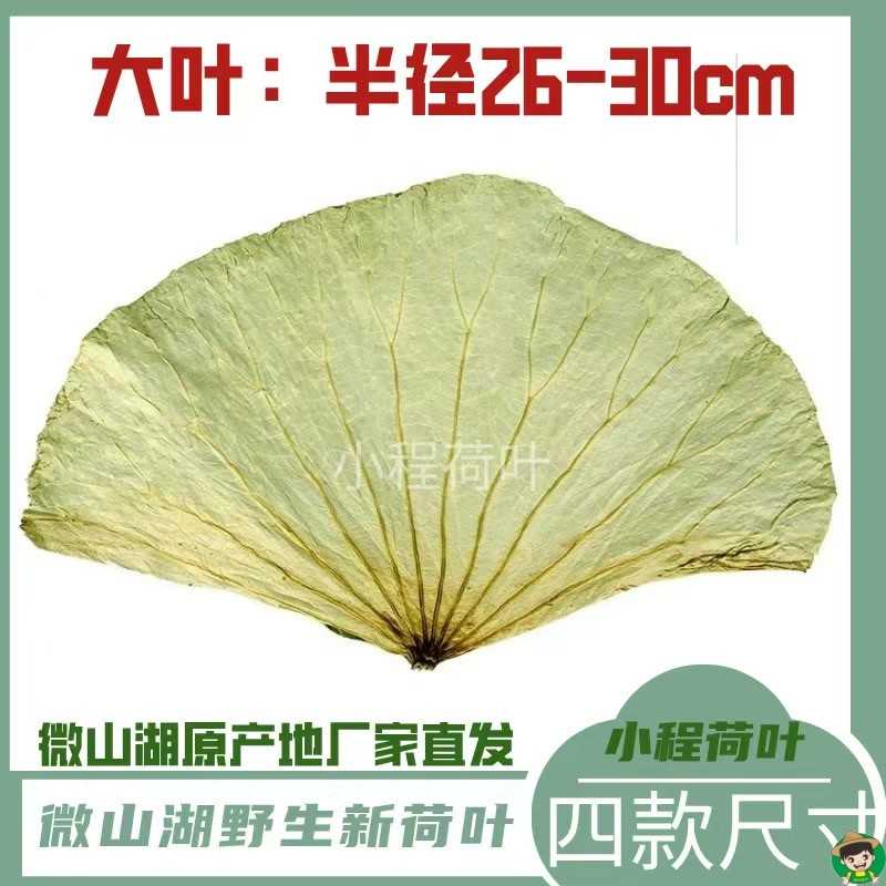 荷叶整张新鲜糯米鸡用叫鸡黄泥专大何叶熬粥片的干荷花叶