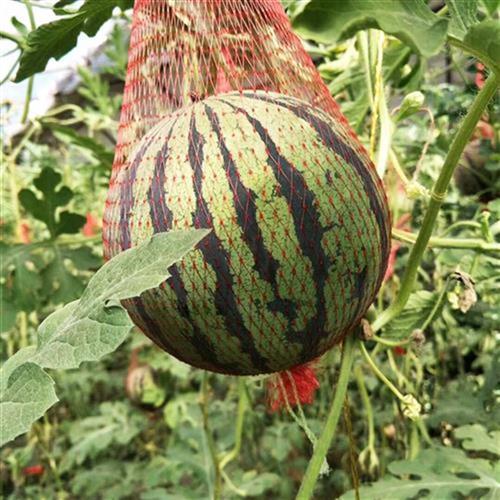 西瓜袋子甜哈带网兜大瓜兜子抽绳瓜密k棚网袋吊瓜掉