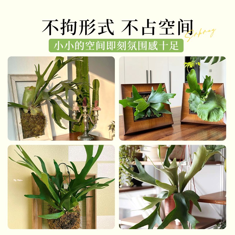 极速鹿角蕨挂板定植板二歧女王挂墙绿植室内客厅垂吊悬挂蕨类植物