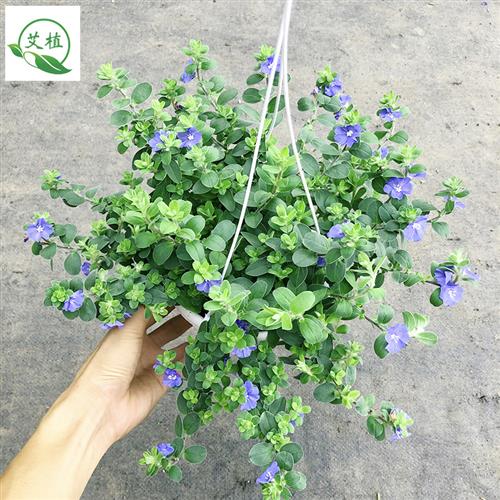 蓝星花带花苞盆栽室外阳台窗台四季开花吊兰花苗庭院垂吊植物耐晒