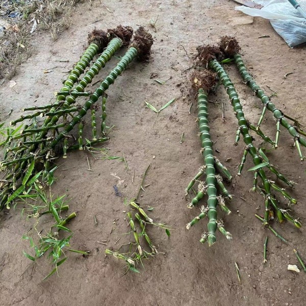 极速精品粗壮罗汉竹生桩佛肚竹老桩盆景四季常青植物庭院地栽竹子