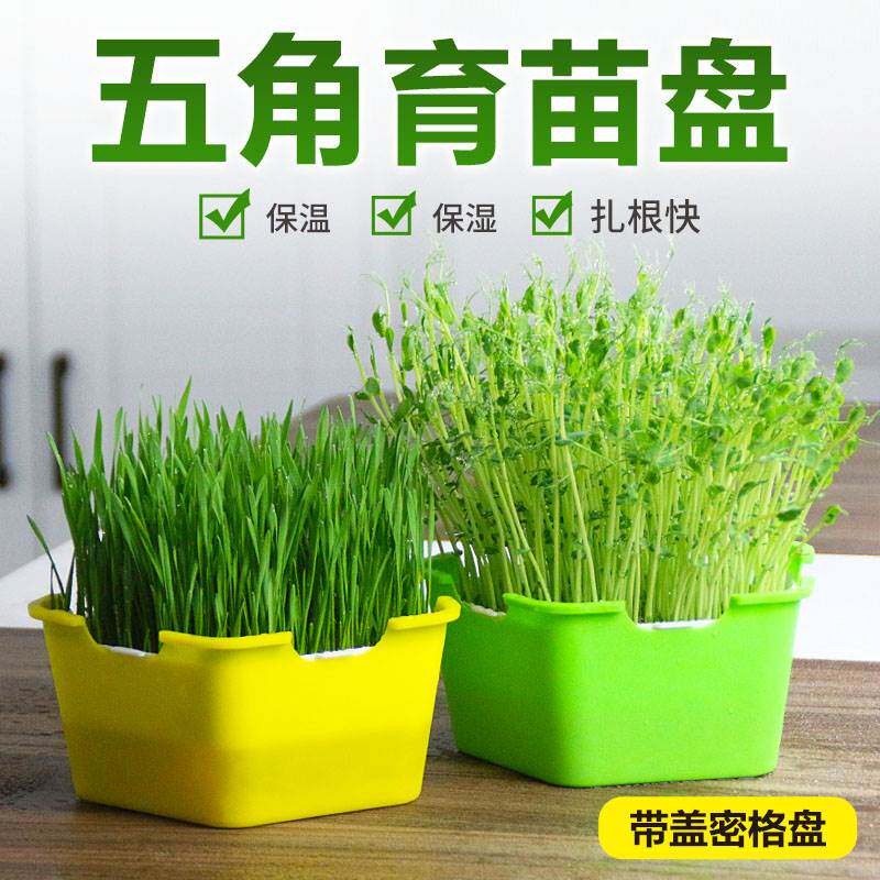极速水培大蒜器皿蒜苗盆栽容器葱盆栽阳台蒜黄发芽盘育苗盘家用