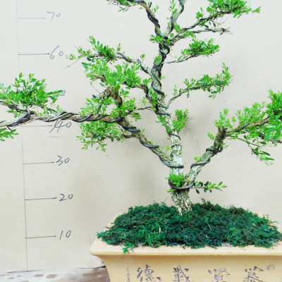 极速名贵珍珠黄杨盆景植物室内黄杨树造型树桩盆栽花卉客厅办公室