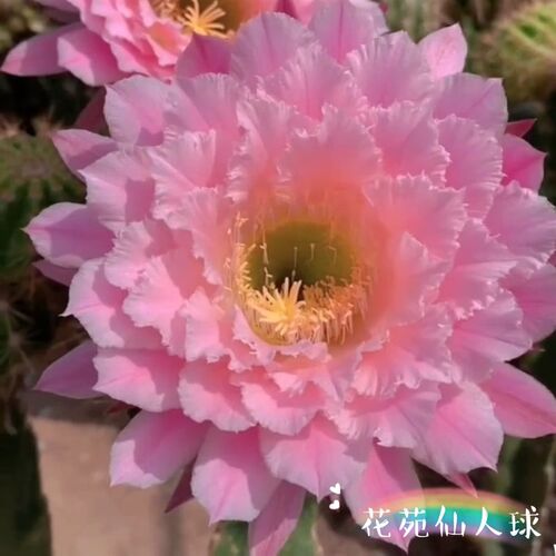 极速清水芙蓉Clear water Hibiscus毛花柱仙人球重瓣大花包对版