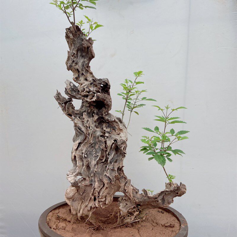 极速黄荆盆景碳化老桩