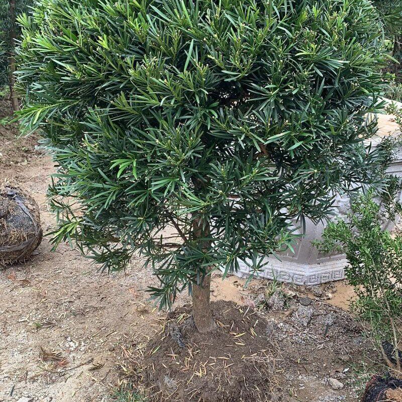 极速新品罗汉松球造型 绿植净化空气   松树 自产自销 圆球盆景罗