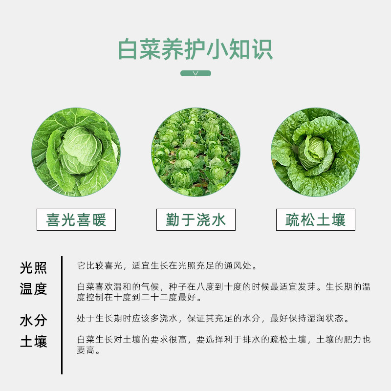 大白菜专用肥料种白菜的肥叶厚嫩绿青菜包菜甘蓝增产蔬菜有机肥料