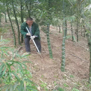 四季常青庭院植物别墅地栽竹子苗龟甲竹龟背龙鳞竹罗汉竹珍贵品种
