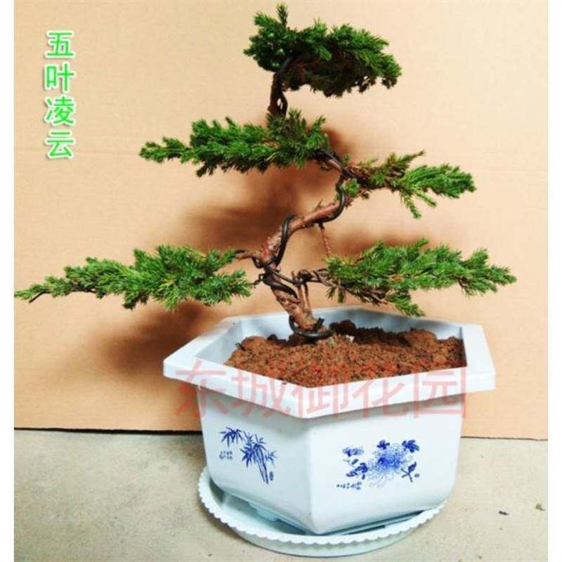 极速新松树盆景迎客松地柏松中式花盆植物真盘景真树生财柏树室内