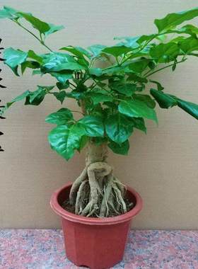 极速适合客厅摆放的花家里适合养的绿植幸福树盆栽好养活小型绿色