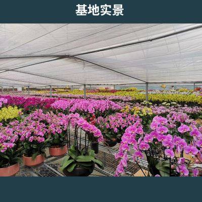 一枝蝴蝶兰花苗带花剑大苗壮苗安娜雪玉绿熊三色鸟藏宝图宝贝