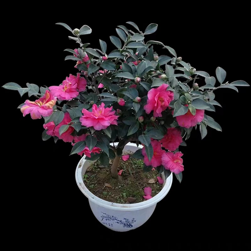 茶梅花苗盆栽四季红茶梅球树小玫瑰庭院阳台绿植耐寒花卉室内外