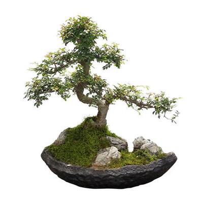 极速小叶榆树造型老桩盆景矮霸榔榆植物室内客厅办公室绿植阳台庭