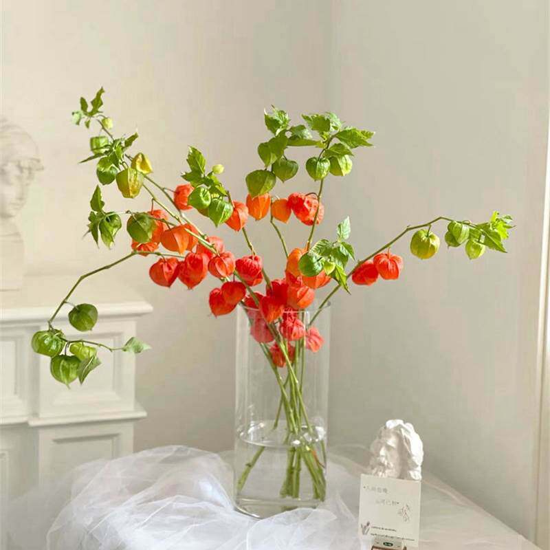 荷兰进口花材酸浆果灯笼花鲜切花家庭用花花期长可做干花5支