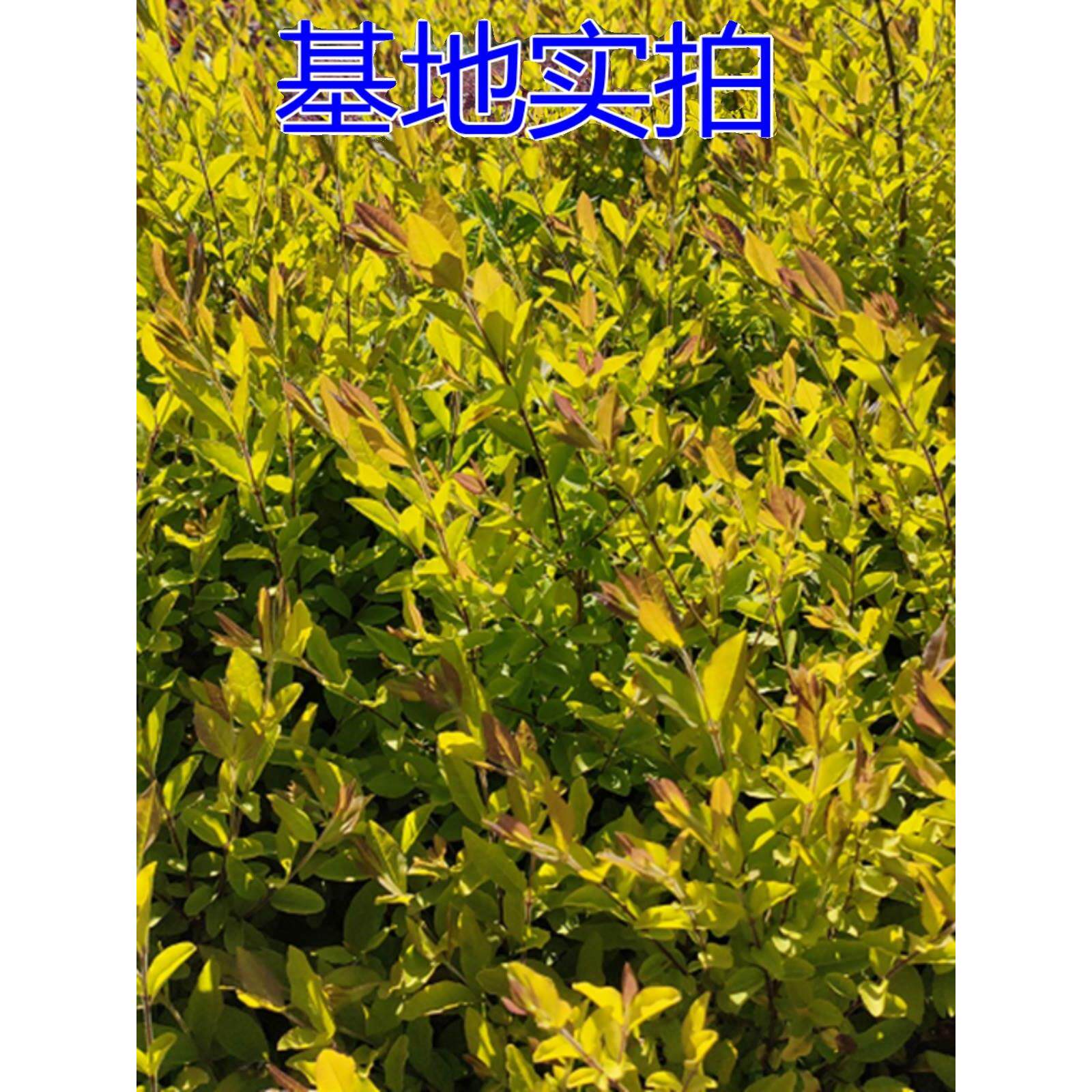 亮晶女贞树苗川滇蜡树新款棒棒糖色块四季常青庭院绿化工程苗花坛