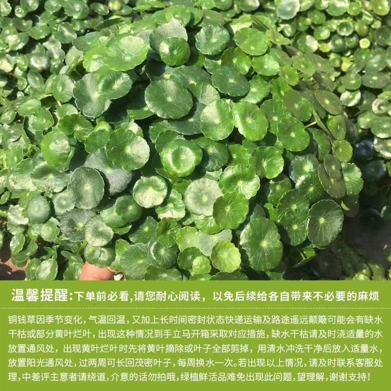 速发【兰兰专属超连结】外钱草土培水培铜栽室内盆花卉绿植大叶子,鲜花速递/花卉仿真/绿植园艺,造型盆景,淘宝优惠券,粉丝福利购,淘宝优惠卷