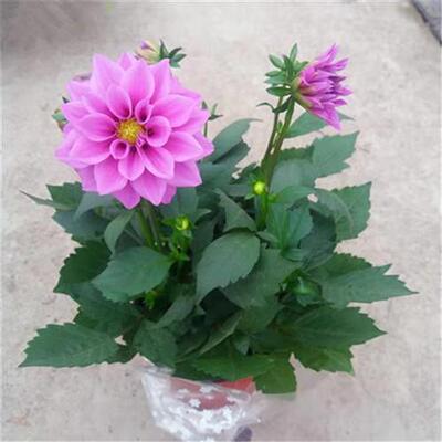 速发小矮花苗盆栽丽生大丽菊庭院露天多年生花观带土带花苞发货包