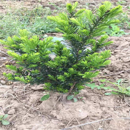 雅安天赐苗木基地曼地亚红豆杉