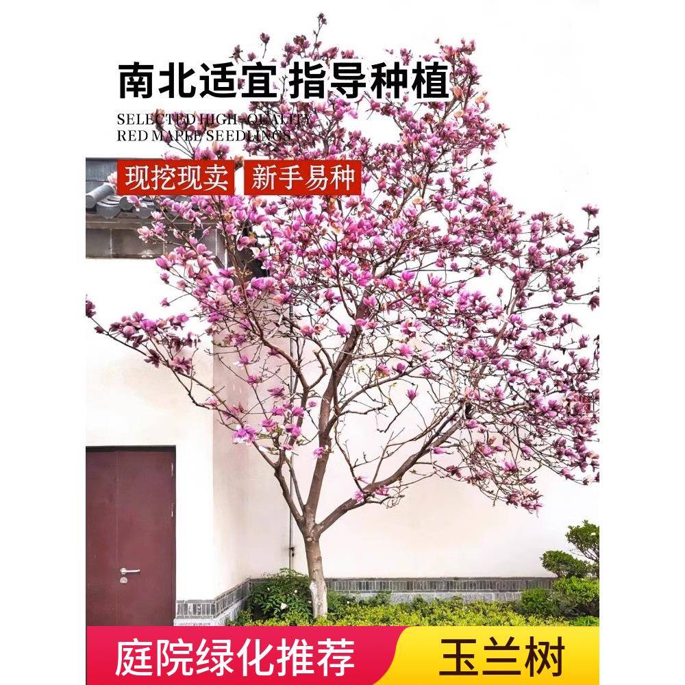 玉兰树苗大型开花耐寒花卉盆栽庭院室内外绿化植物黄紫广玉兰花苗